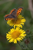 Small_Copper